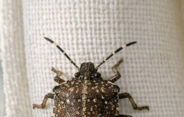 Found this weird shield-shaped bug crawling on my curtains in the middle of winter. It moves really slowly and has a speckled brown back. Is this going to bite or infest my house?