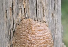 Found this hard, foam-like brown structure attached to a fence post in the backyard. I was about to scrape it off but hesitated. What is it?