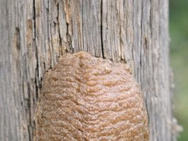 Found this hard, foam-like brown structure attached to a fence post in the backyard. I was about to scrape it off but hesitated. What is it?