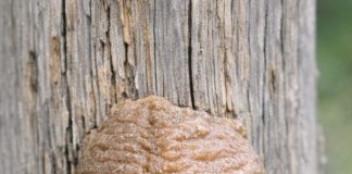 Found this hard, foam-like brown structure attached to a fence post in the backyard. I was about to scrape it off but hesitated. What is it?