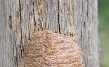 Found this hard, foam-like brown structure attached to a fence post in the backyard. I was about to scrape it off but hesitated. What is it?