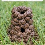 Noticed this tower of mud balls in the middle of my lawn this morning. It’s about 4 inches high with a hole in the center. What made this?