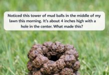 Noticed this tower of mud balls in the middle of my lawn this morning. It’s about 4 inches high with a hole in the center. What made this?