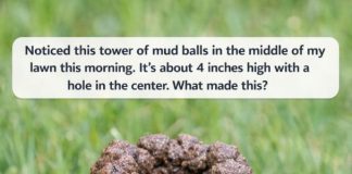 Noticed this tower of mud balls in the middle of my lawn this morning. It’s about 4 inches high with a hole in the center. What made this?