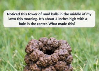 Noticed this tower of mud balls in the middle of my lawn this morning. It’s about 4 inches high with a hole in the center. What made this?