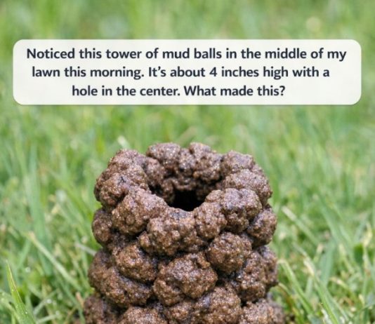 Noticed this tower of mud balls in the middle of my lawn this morning. It’s about 4 inches high with a hole in the center. What made this?