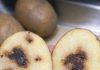 My potatoes have brown internal spots before cooking — are they rotten?