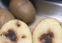 My potatoes have brown internal spots before cooking — are they rotten?