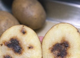 My potatoes have brown internal spots before cooking — are they rotten?