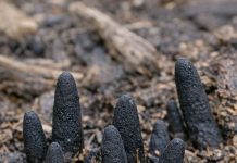 Stumbled across these black, finger-like things poking out of the mulch in my backyard. They are hard and creepy. Does anyone know what this is?