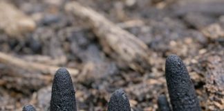 Stumbled across these black, finger-like things poking out of the mulch in my backyard. They are hard and creepy. Does anyone know what this is?