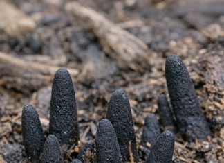 Stumbled across these black, finger-like things poking out of the mulch in my backyard. They are hard and creepy. Does anyone know what this is?