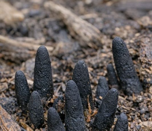 Stumbled across these black, finger-like things poking out of the mulch in my backyard. They are hard and creepy. Does anyone know what this is?