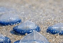 What Are Those Translucent Blue Ovals on the Beach — And Are They Dangerous?