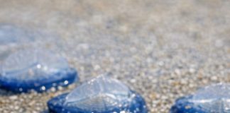 What Are Those Translucent Blue Ovals on the Beach — And Are They Dangerous?