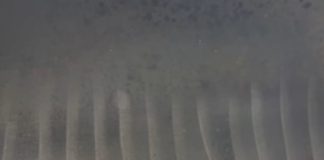 The Best BBQ Baked Beans