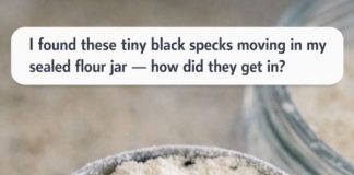 I found these tiny black specks moving in my sealed flour jar — how did they get in?