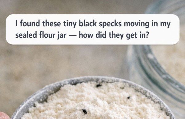 I found these tiny black specks moving in my sealed flour jar — how did they get in?