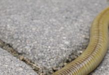 Spotted this long worm with a flat, shovel-shaped head slithering on the patio stones. It looks totally unnatural. What is this?