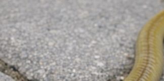 Spotted this long worm with a flat, shovel-shaped head slithering on the patio stones. It looks totally unnatural. What is this?