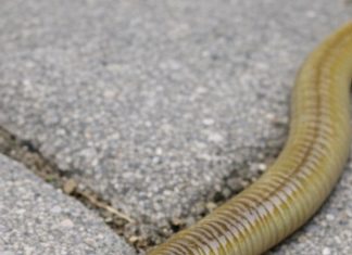 Spotted this long worm with a flat, shovel-shaped head slithering on the patio stones. It looks totally unnatural. What is this?