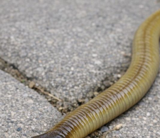Spotted this long worm with a flat, shovel-shaped head slithering on the patio stones. It looks totally unnatural. What is this?