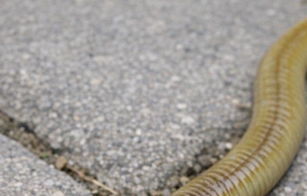 Spotted this long worm with a flat, shovel-shaped head slithering on the patio stones. It looks totally unnatural. What is this?