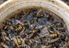 Place this 1 mixture on your porch and get rid of wasps, mosquitoes, and flying pests