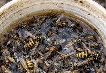 Place this 1 mixture on your porch and get rid of wasps, mosquitoes, and flying pests