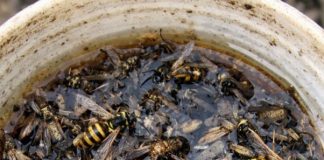 Place this 1 mixture on your porch and get rid of wasps, mosquitoes, and flying pests