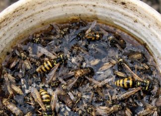Place this 1 mixture on your porch and get rid of wasps, mosquitoes, and flying pests