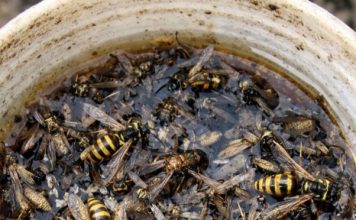 Place this 1 mixture on your porch and get rid of wasps, mosquitoes, and flying pests