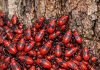 There is a massive swarm of these bright red bugs congregating at the base of my tree and on the weeds nearby. They are just piling on top of each other. What is this infestation?
