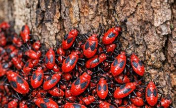 There is a massive swarm of these bright red bugs congregating at the base of my tree and on the weeds nearby. They are just piling on top of each other. What is this infestation?