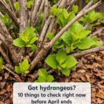 Got hydrangeas? 10 things to check right now before April ends