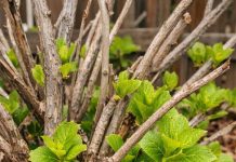 Got hydrangeas? 10 things to check right now before April ends