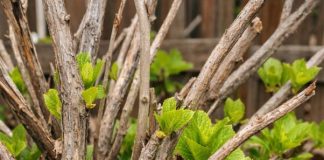 Got hydrangeas? 10 things to check right now before April ends