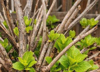 Got hydrangeas? 10 things to check right now before April ends
