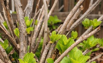 Got hydrangeas? 10 things to check right now before April ends