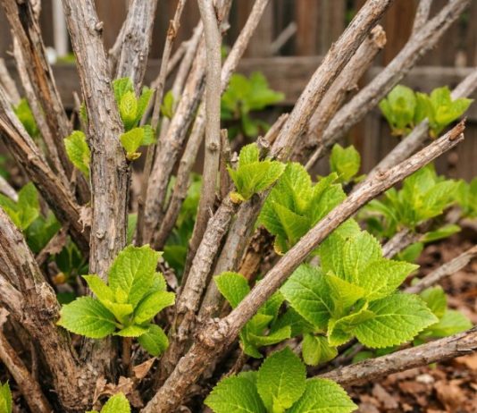 Got hydrangeas? 10 things to check right now before April ends