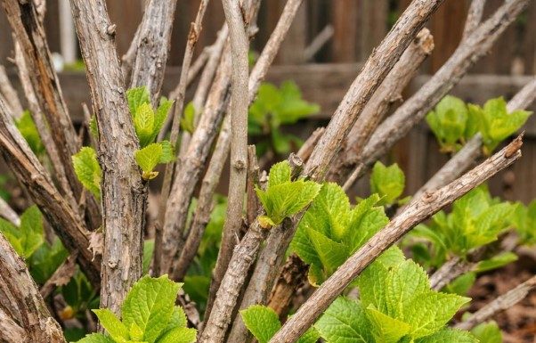 Got hydrangeas? 10 things to check right now before April ends