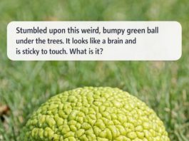 Stumbled upon this weird, bumpy green ball under the trees. It looks like a brain and is sticky to touch. What is it?