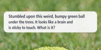 Stumbled upon this weird, bumpy green ball under the trees. It looks like a brain and is sticky to touch. What is it?