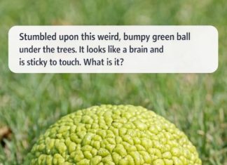 Stumbled upon this weird, bumpy green ball under the trees. It looks like a brain and is sticky to touch. What is it?