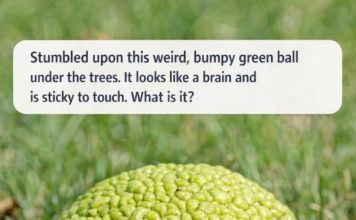 Stumbled upon this weird, bumpy green ball under the trees. It looks like a brain and is sticky to touch. What is it?