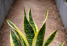 If you have this plant in your house, then you have… see more