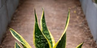 If you have this plant in your house, then you have… see more