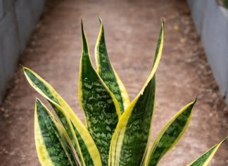 If you have this plant in your house, then you have… see more