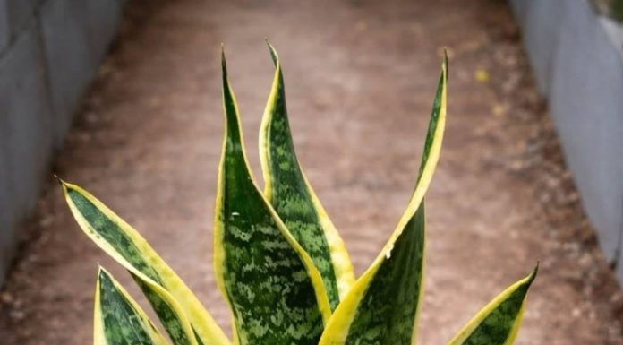 If you have this plant in your house, then you have… see more
