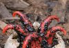 Found Creepy Red Tentacles Coming Out of a Slimy Egg in Your Mulch? It’s Probably This Strange Fungus
